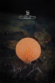 Attēlu rezultāti vaicājumam “Lycogala ustulatum macro”