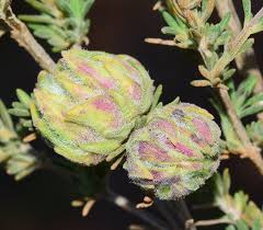 Attēlu rezultāti vaicājumam “Bayeriola thymicola”