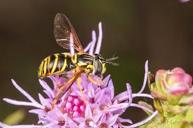 Attēlu rezultāti vaicājumam “Chrysotoxum sp.”