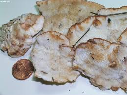 Attēlu rezultāti vaicājumam “Postia fragilis”