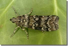 Attēlu rezultāti vaicājumam “Dioryctria abietella”