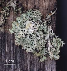 Attēlu rezultāti vaicājumam “Hypogymnia physodes”