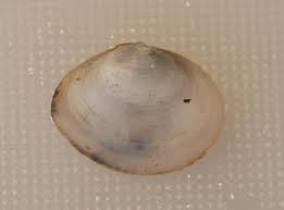 Attēlu rezultāti vaicājumam “Macoma baltica”