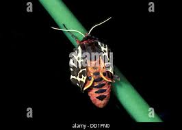 Attēlu rezultāti vaicājumam “Arctia caja larva”