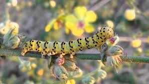 Attēlu rezultāti vaicājumam “Cucullia verbasci larva”