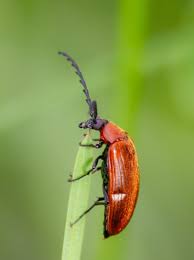 Attēlu rezultāti vaicājumam “Pseudocistela ceramboides”