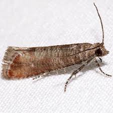 Attēlu rezultāti vaicājumam “Rhyacionia pinicolana”