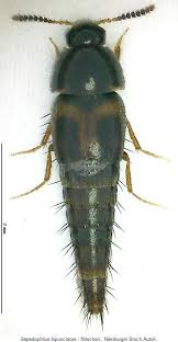 Attēlu rezultāti vaicājumam “Sepedophilus sp.”