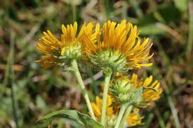 Attēlu rezultāti vaicājumam “Inula britannica”