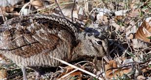 Attēlu rezultāti vaicājumam “Scolopax rusticola nest”