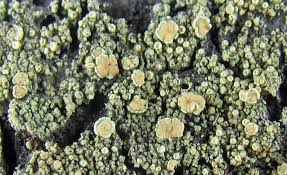 Attēlu rezultāti vaicājumam “Lecanora conizaeoides”