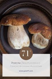 Attēlu rezultāti vaicājumam “Boletus edulis”