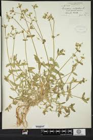 Attēlu rezultāti vaicājumam “Cerastium holosteoides fruit”