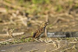 Image result for Emberiza spodocephala