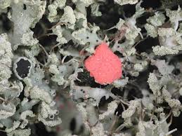 Attēlu rezultāti vaicājumam “Illosporiopsis christiansenii”