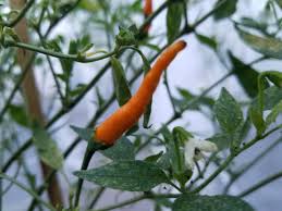 Afbeeldingsresultaat voor thai yellow hot pepper