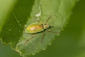 Attēlu rezultāti vaicājumam “Polydrusus mollis”