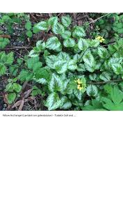 Attēlu rezultāti vaicājumam “Lamiastrum galeobdolon bud”