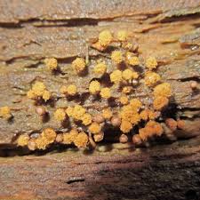 Attēlu rezultāti vaicājumam “Hemitrichia decipiens spores”