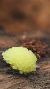 Attēlu rezultāti vaicājumam “Claustria didermoides macro”