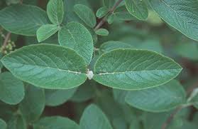 Attēlu rezultāti vaicājumam “Viburnum lantana”