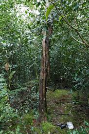 Attēlu rezultāti vaicājumam “Badhamiopsis praetermissa macro”