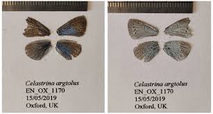 Attēlu rezultāti vaicājumam “Celastrina argiolus underside”