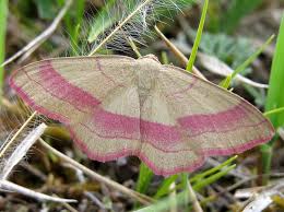 Attēlu rezultāti vaicājumam “Rhodostrophia vibicaria”