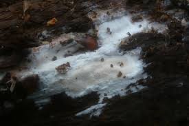 Attēlu rezultāti vaicājumam “Elmerina caryae”