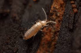 Attēlu rezultāti vaicājumam “Heteromurus nitidus”