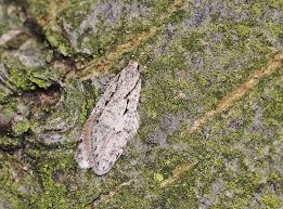 Attēlu rezultāti vaicājumam “Semioscopis avellanella”