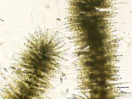 Attēlu rezultāti vaicājumam “Batrachospermum moniliforme”