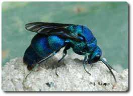 Attēlu rezultāti vaicājumam “Chrysididae”