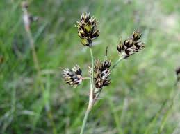 Attēlu rezultāti vaicājumam “Luzula campestris”