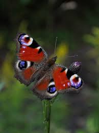 Attēlu rezultāti vaicājumam “Inachis io”