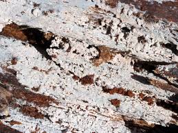 Attēlu rezultāti vaicājumam “Basidiodendron”