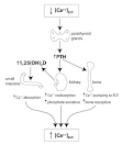 Calcium Homeostasis