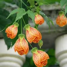 Attēlu rezultāti vaicājumam “Enkianthus chinensis leaf”