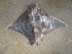 Image result for Rhinoptera brasiliensis