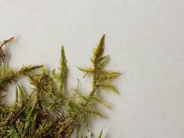 Attēlu rezultāti vaicājumam “Calliergonella cuspidata”