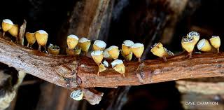 Attēlu rezultāti vaicājumam “Craterium minutum young”