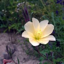 Image result for Oenothera odorata
