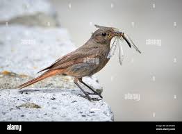 Attēlu rezultāti vaicājumam “Phoenicurus ochruros female”