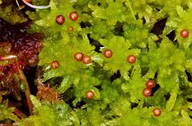 Attēlu rezultāti vaicājumam “Sphagnum tenellum”