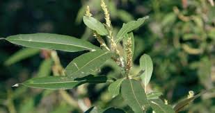 Attēlu rezultāti vaicājumam “Salix triandra fruit”