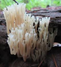 Attēlu rezultāti vaicājumam “Clavicorona pyxidata”