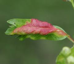 Attēlu rezultāti vaicājumam “Thecabius affinis nymph”