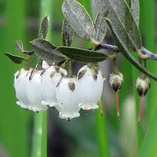 Attēlu rezultāti vaicājumam “Chamaedaphne calyculata leaf”