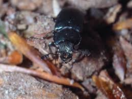 Attēlu rezultāti vaicājumam “Platycerus caraboides”