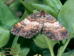 Attēlu rezultāti vaicājumam “Earophila badiata”